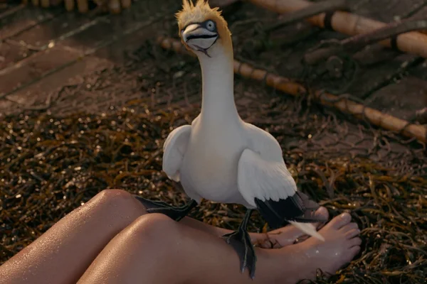 Scuttle
