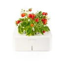Click & Grow Starter Kit with Mini Tomato Image 1
